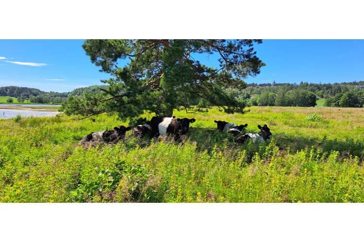 Vestfold