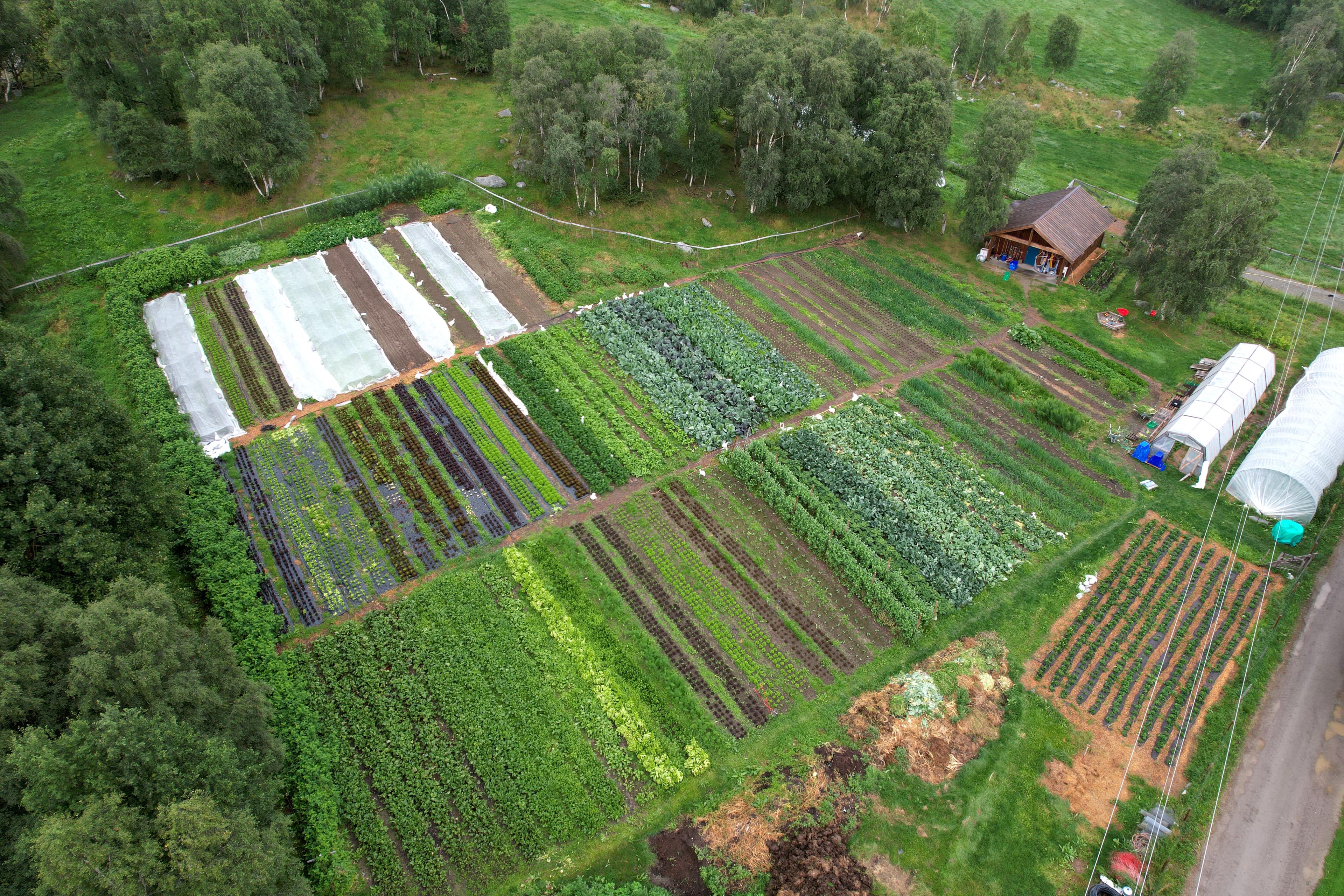 Markedshage på Lesja, Avdem gardsgrønt. Foto: Tore Berntsen