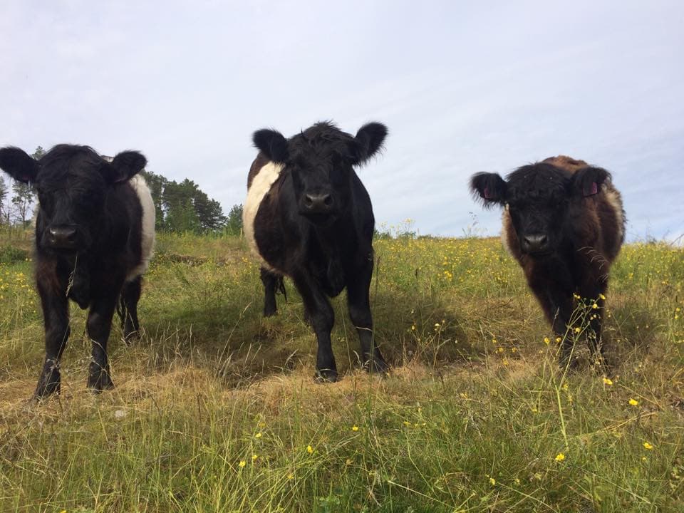 Galloway Økokjøtt v/Åsprong Drift