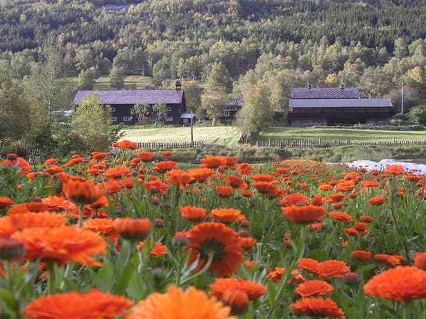 Aukrust Gard og Urteri