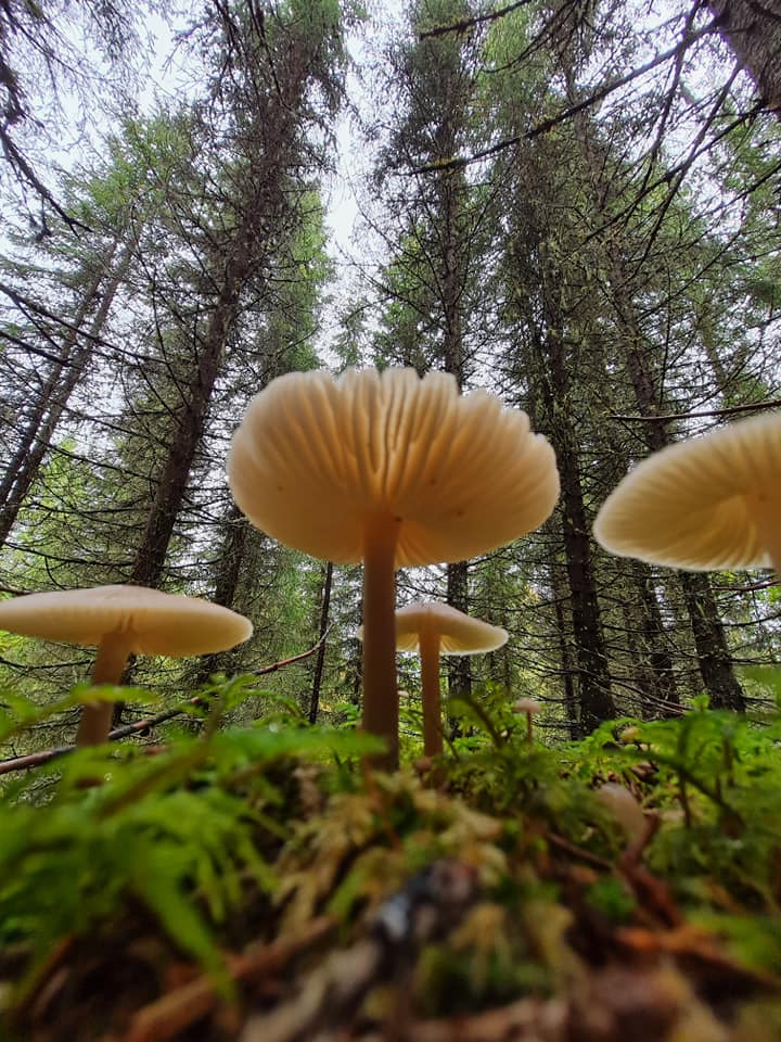 Norges sopp- og nyttevekstforbund