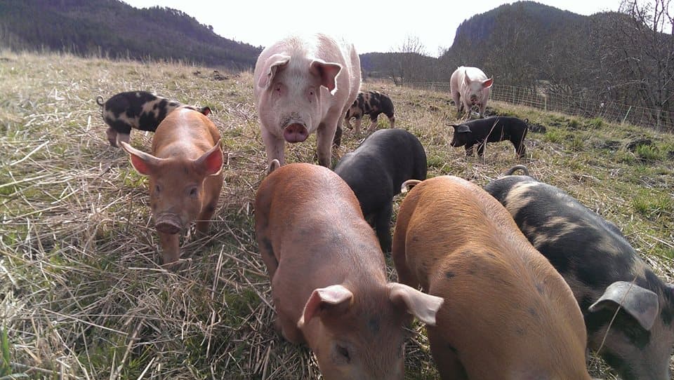 Gammelgården Lysklæt