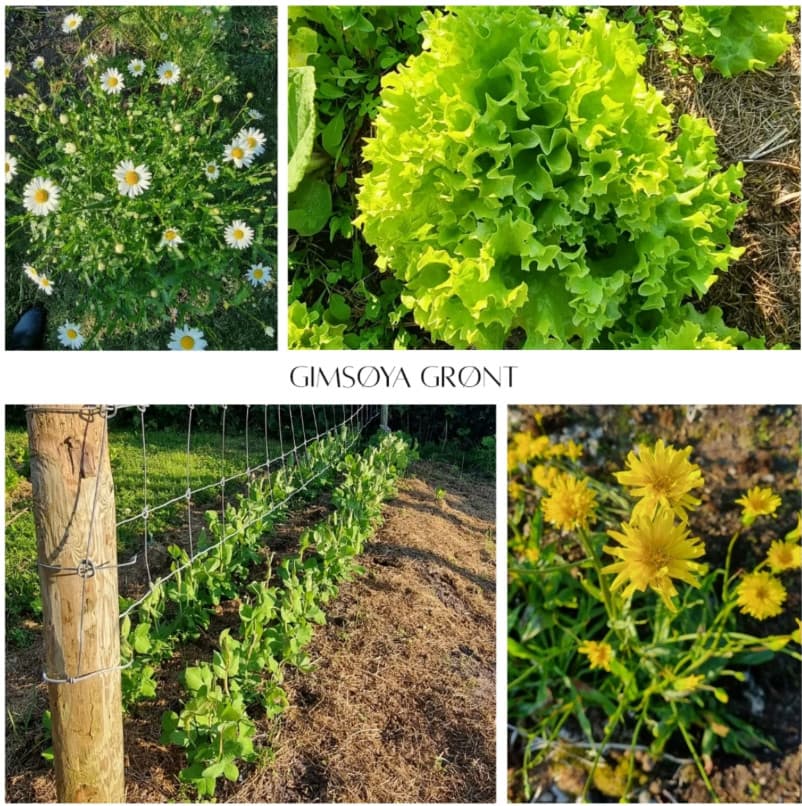 Småskala produsent av grønnsaker, urter og blomster midt i havgapet på vakreste Gimsøya 🌱