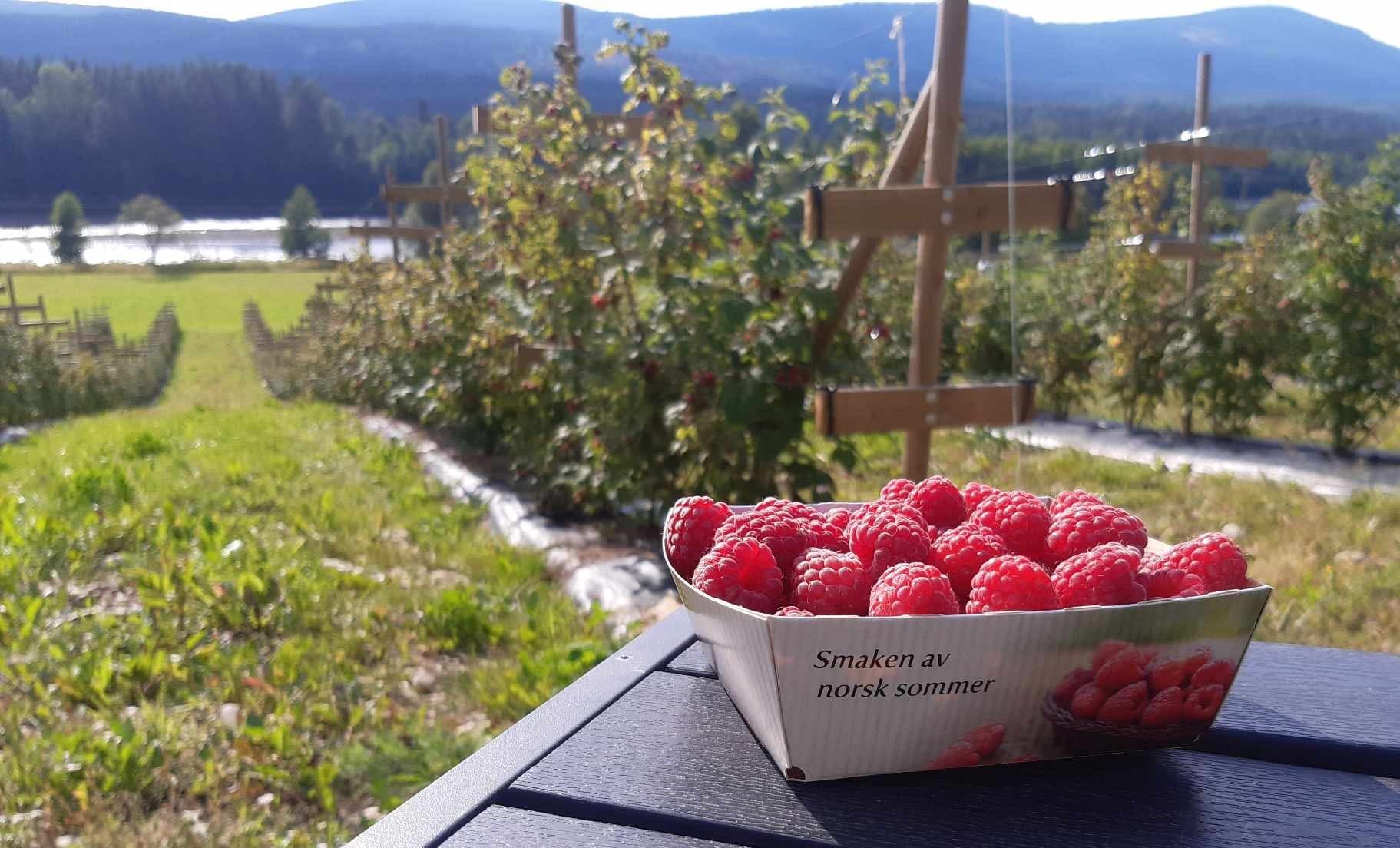 Homegrown.no