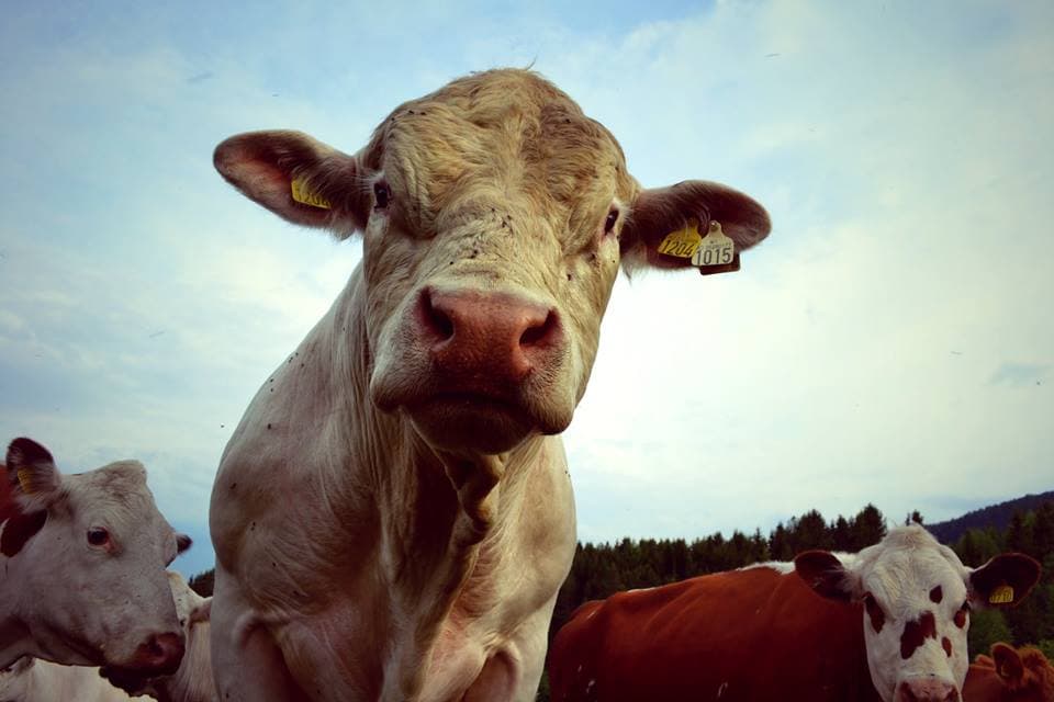 Eventyrsmak v/ Bakke Gård