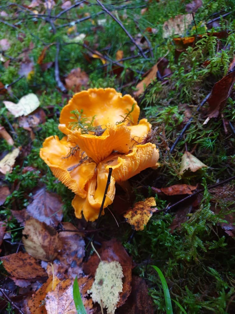 Ulsrød Sopp og Bær