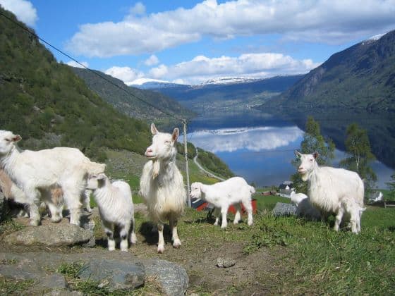 Kandal Kjøtt