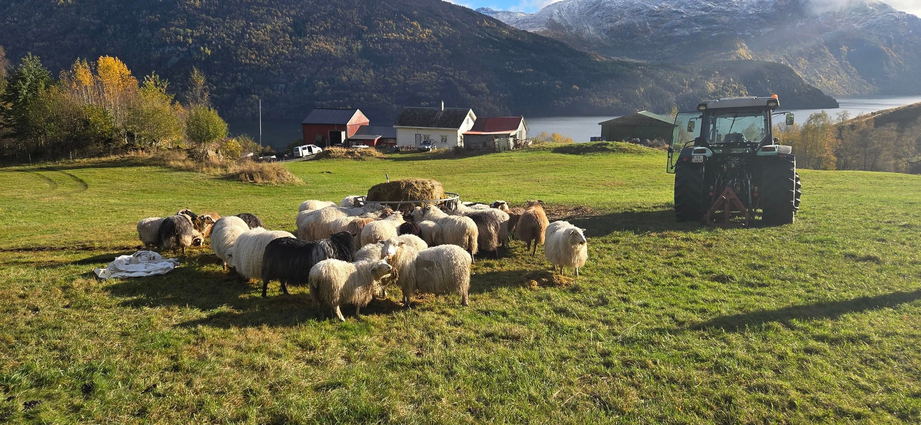 Spælsauen (Bjørnar Løvland)