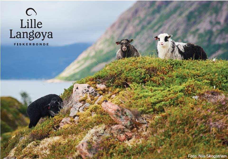 Villsaulam på Lille Langøya