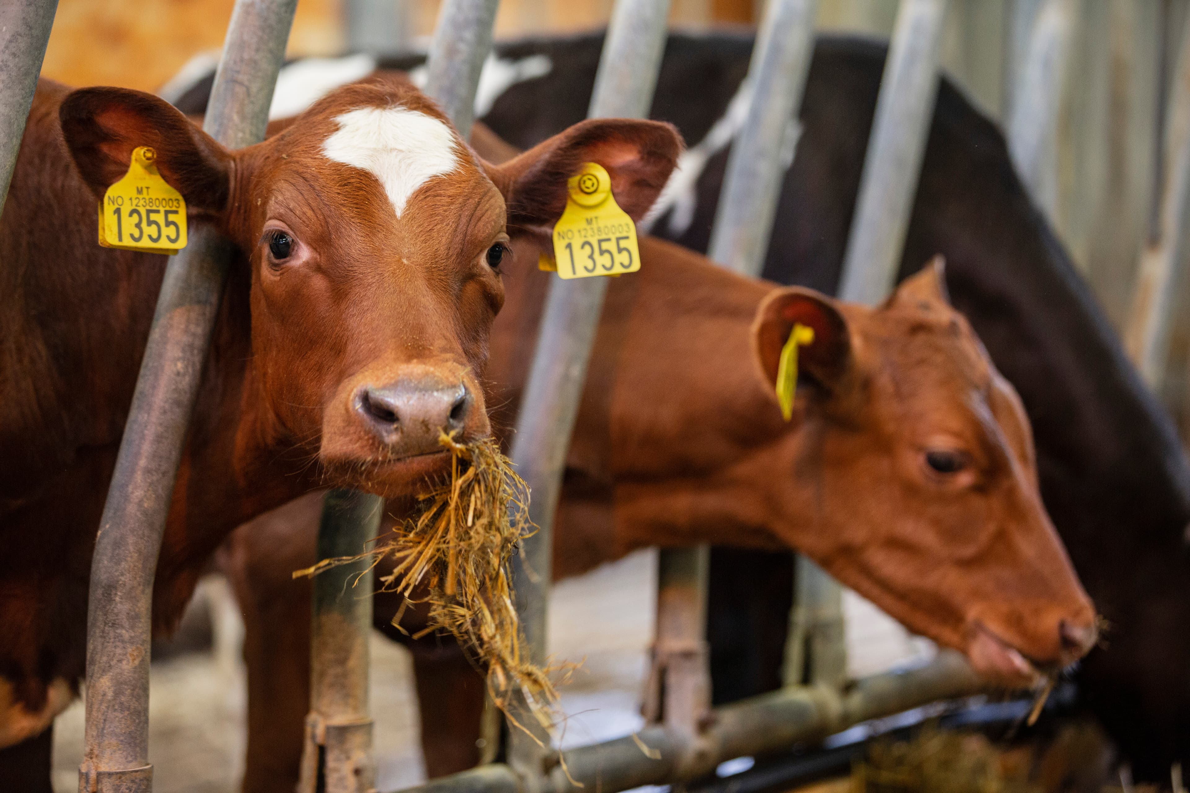 Fjærabygda Gardsmat AS