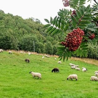Suolovarri gård (Beate Bertheussen)