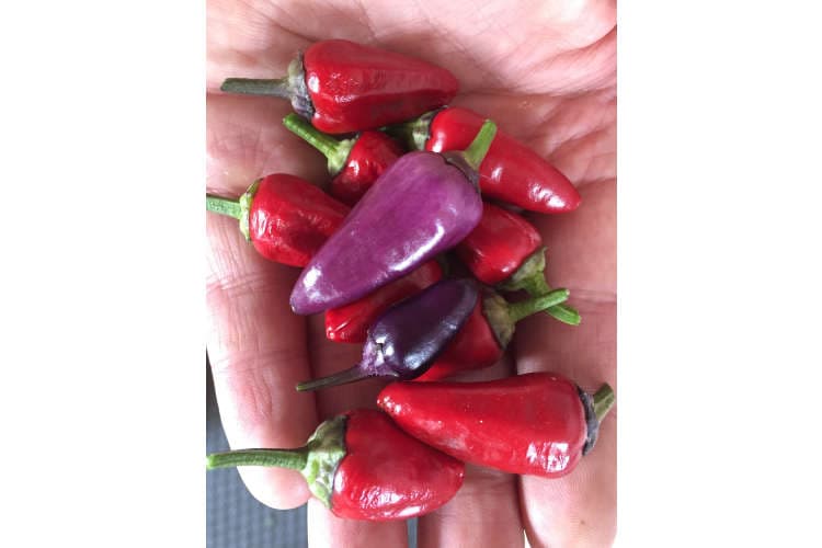 chili for enhver smak