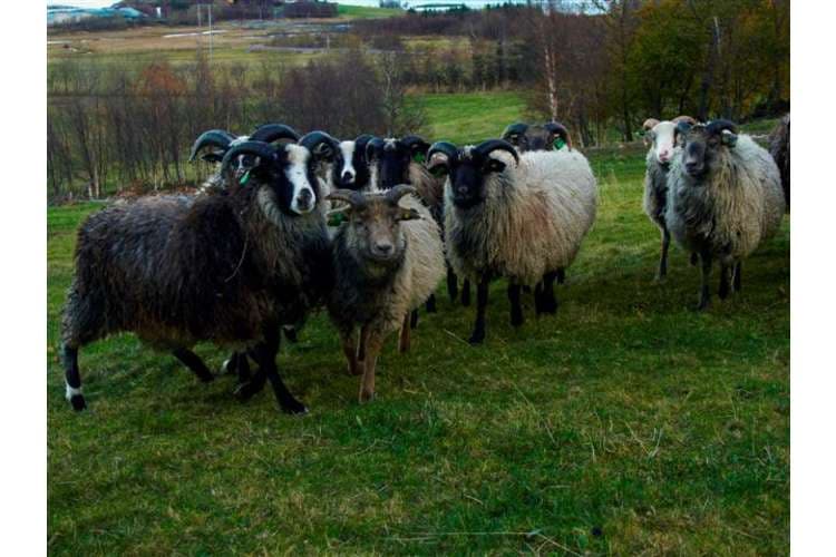 helt konge med villsau