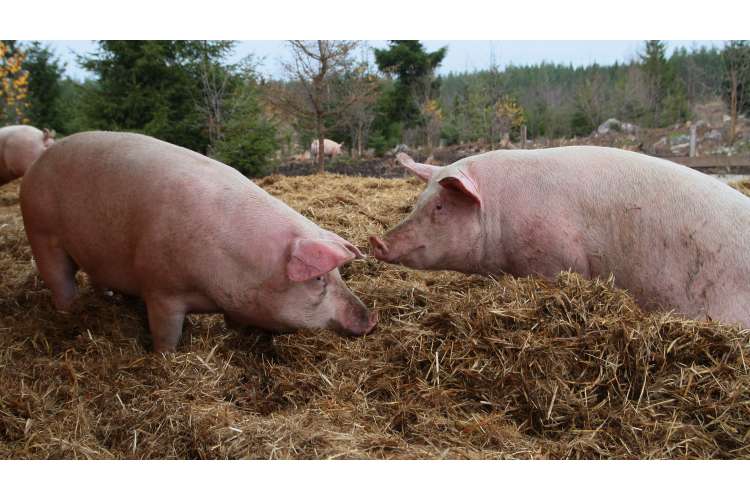 hotell grisegod for folk og dyr