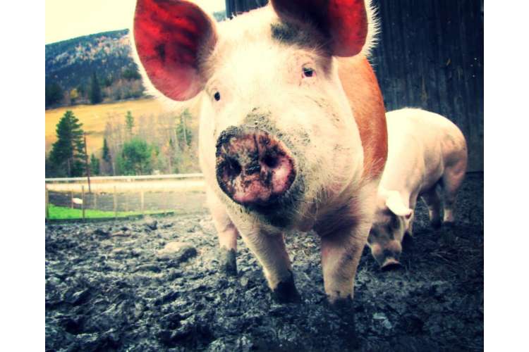 mordarbakkens spreke skinker