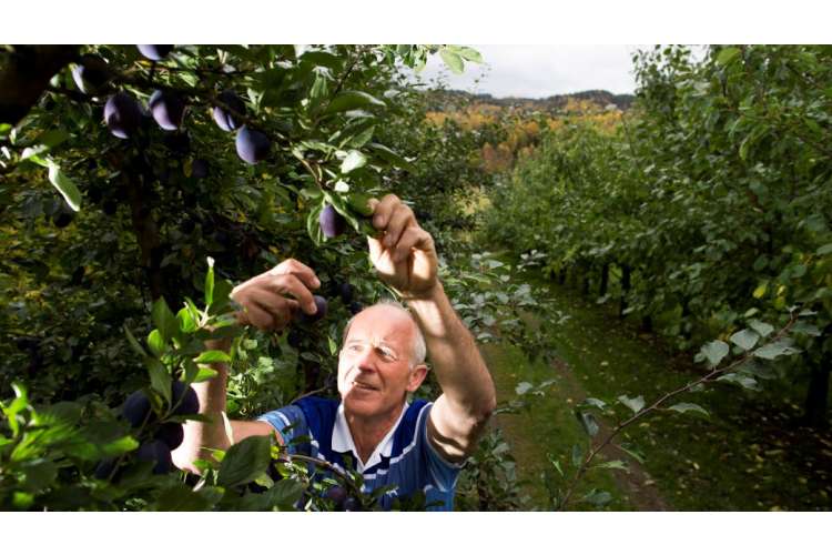 podcast prisbelont plommevin