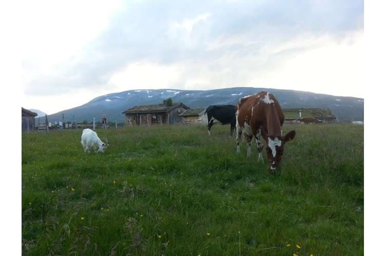 tradisjonsrike oster fra grindal