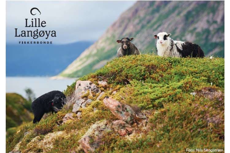 villsau fra vesteralen